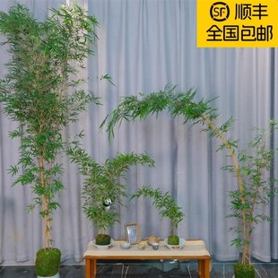 红观音竹高杆带飘枝四季好养阳台书房茶室桌面超大型水培绿植盆栽