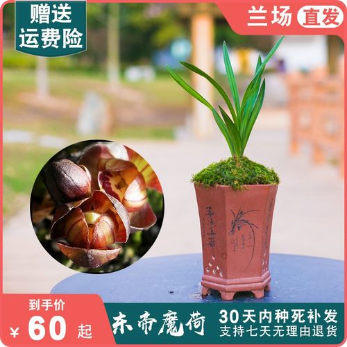 东帝魔荷兰花春剑兰草兰花苗带花苞名贵国兰浓香盆栽花卉植物客厅