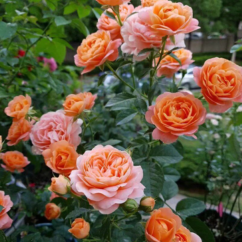 果汁阳台月季花苗浓香玫瑰多头爆花耐晒抗病勤花阳台盆栽四季开花