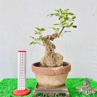 黄荆盆景老桩碳化舍利镂空荆轲盆景小盆景高档次荆疙瘩迷你盆栽