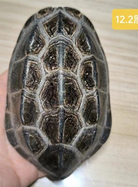 龟趣天然完整墨龟壳干净真乌龟壳龟甲家居桌面摆件中式纯手工饰品