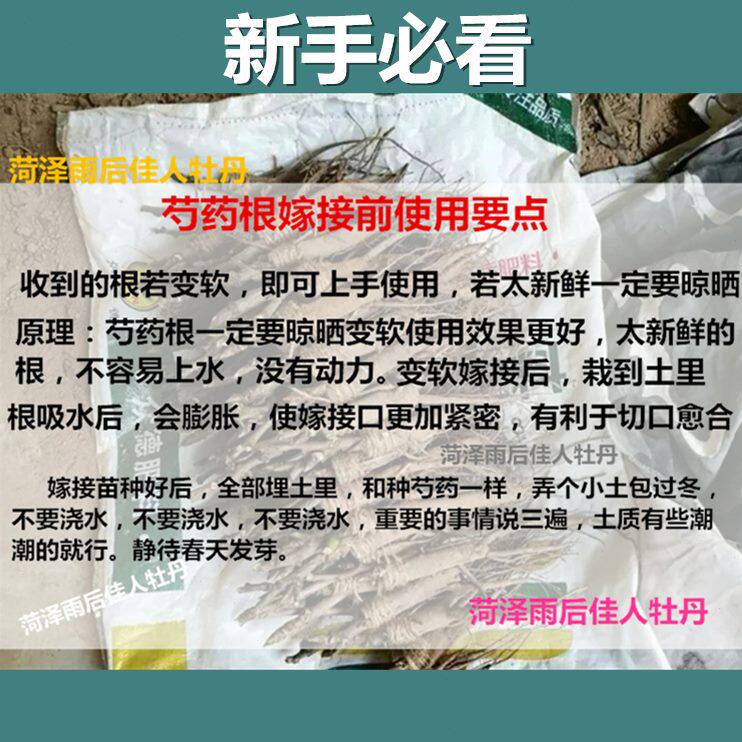 庭院牡丹可芍活木嫁接接穗芍嫁接嫁接根易药盆栽花盆栽萝卜头砧药