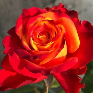 切花火焰月季花四季浓香灌木大花苗阳台盆栽庭院地栽切花玫瑰欧月