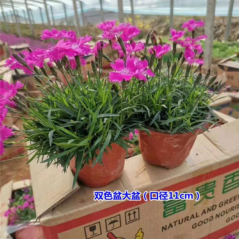 欧石竹花苗开花草坪山东青州耐寒盆栽花卉庭院四季常绿宿根多年生