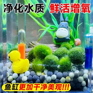 绿藻球水草植物小鱼缸生态瓶微观造景绿植水藻海藻增氧养鱼虾莫斯