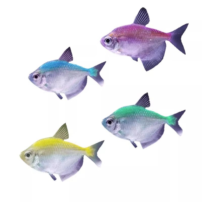 多彩天使鱼观赏鱼淡水冷水鱼群游鱼活鱼耐活好养小型热带鱼宠物鱼