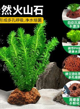 火山石水草蜈蚣草水榕懒人水草植物鱼缸水草造景底砂套餐阴性真草