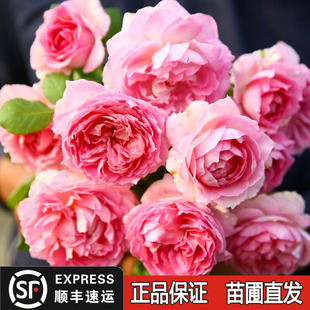 罗衣月季爬藤蔷薇花大苗无刺特大花藤本浓香盆栽四季庭院阳台花卉