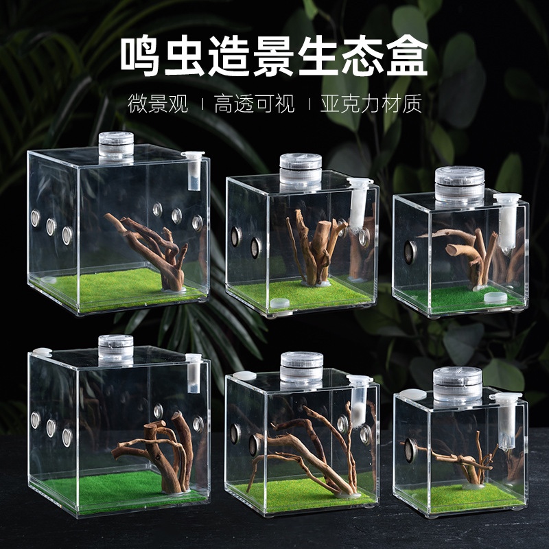 昆虫压克力饲养盒蜘蛛螳螂螽斯蛐蛐迷你爬虫小号生态盒跳蜘鸣虫盒