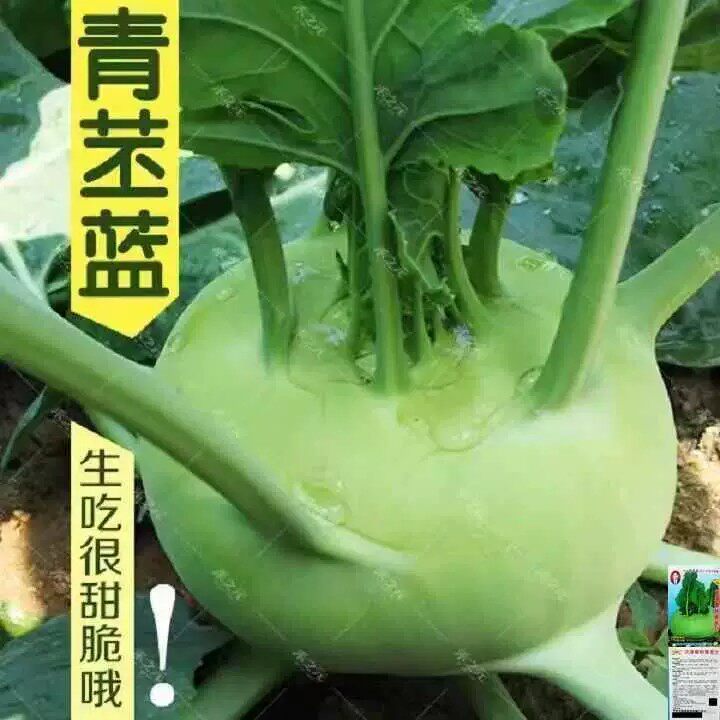 天津青苤兰苤蓝大头菜生吃脆甜水果芥兰四季秋冬耐寒甘蓝新鲜蔬菜
