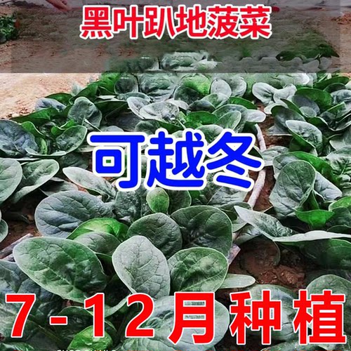 趴地菠菜种子黑园叶菠菜种籽生长速度快耐寒高产越冬蔬菜种子大全