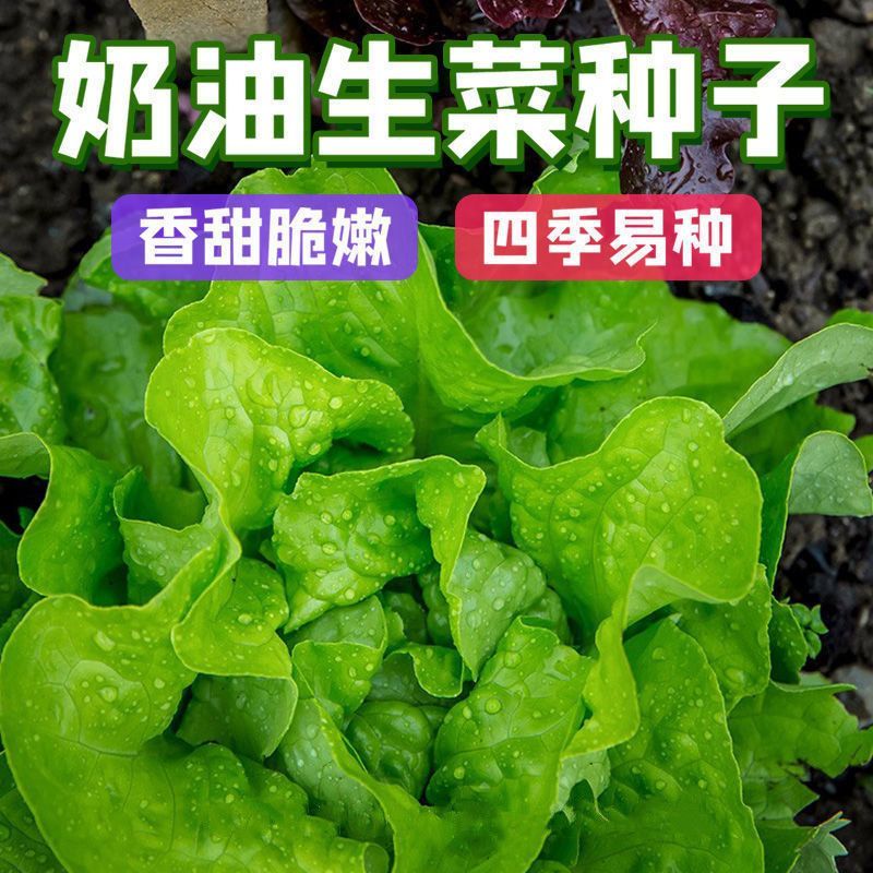 奶油生菜新鲜蔬菜叶菜类生菜生吃凉拌甜脆多汁沙拉菜农家自种生菜图片