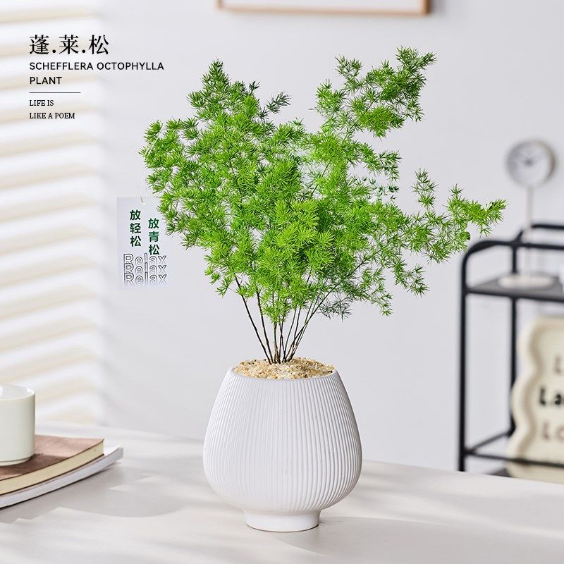 放青松蓬莱松室内盆栽植物工位办公室桌面绿植高级感客厅花卉好养