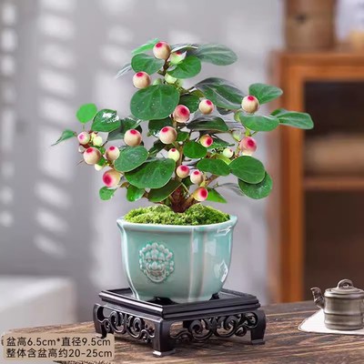 小盼菩提树盆栽绿植物室内花盆景办公室桌面观果四季客厅好养活树