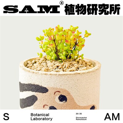 枝干番杏/蜜桔糖球金桔冰晶多肉沙生植物/桌面办公室绿植盆栽礼物