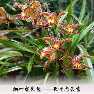 云南兰花细叶虎头兰花苗正带花苞大花惠兰兰花盆栽植物名贵客厅