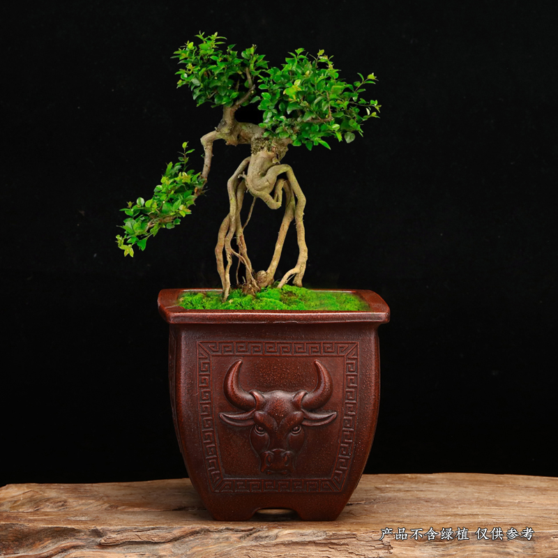 紫砂花盆铁画轩精品小号千筒盆景盆仿古四方多肉菖蒲桌面绿植特价