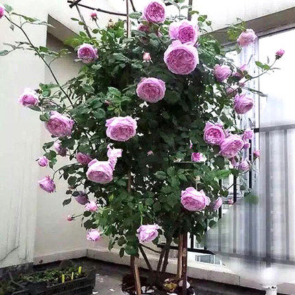 庭院藤本月季花苗直播选苗爬藤蔷薇四季浓香树状欧月阳台盆栽花卉