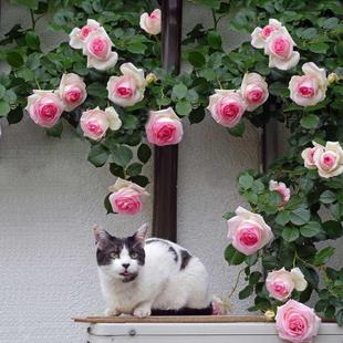 盆栽藤本爬藤攀援植物庭院阳台蔷薇花苗玫瑰盆栽花卉树苗很香 月季