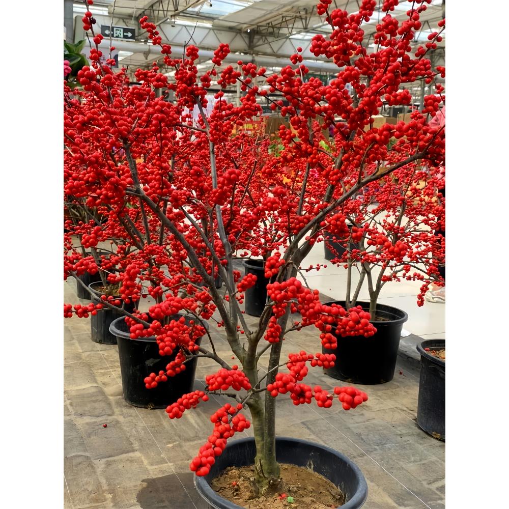 北美冬青盆栽树苗年宵花带红果老桩盆景室内耐寒花卉北美冬青鲜切