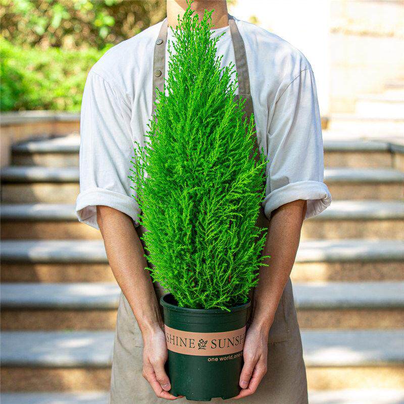 香松盆栽耶诞树室内阳台室外花园别墅花园植物金冠柏绿植树苗盆景