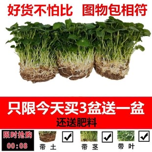 泡在水里养的花 绿植 室内 时尚铜钱草盆栽花卉盆景水培