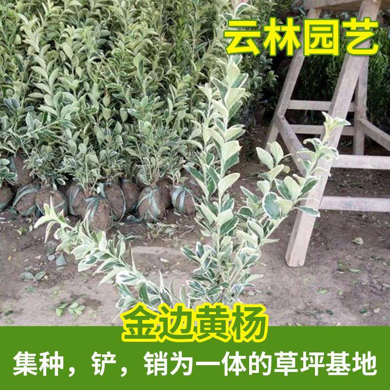 北海道黄杨高度：30～50常绿灌木绿化金边黄杨