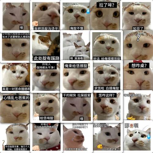 知不知豆表情包贴纸抽象