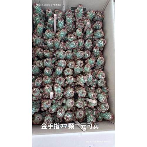 金手指多肉植物小多肉盆栽肉肉植物生石花玉露基地自产自
