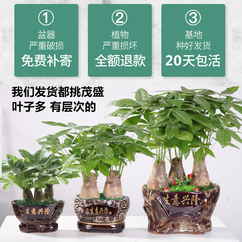发财树盆栽大绿植物客厅办公室内小盆景 真花卉四季常青金钱树