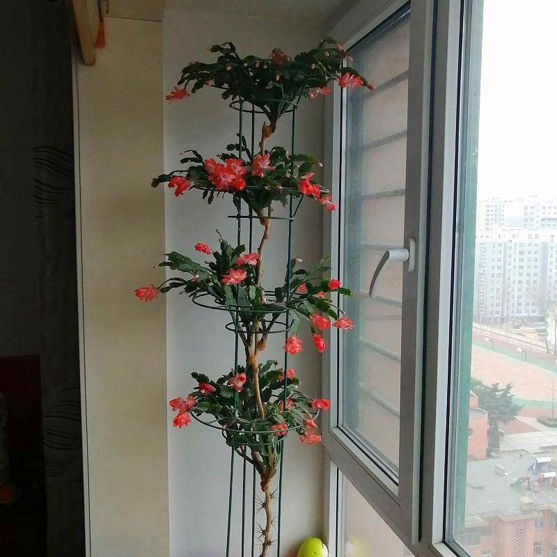 新款蟹爪兰莲花架支架支撑叶仙嫁接简约组装结实园艺多层钢筋制作