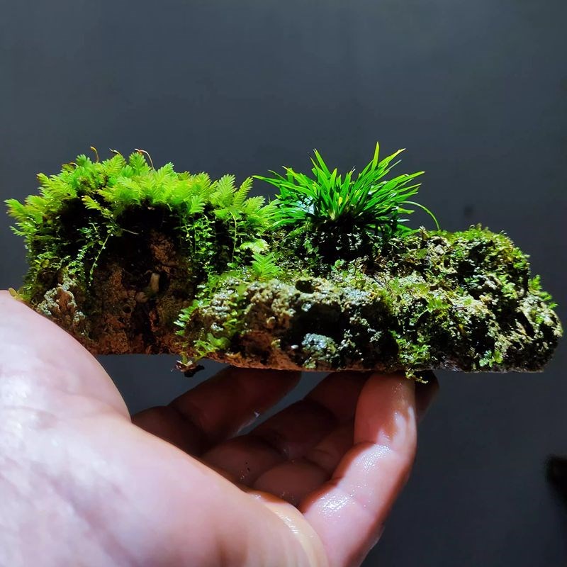 菖蒲吸水石盆景绿植微景观附石苔藓水陆缸造景Y水培为植物