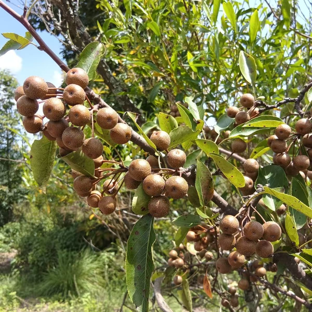 野生棠梨果消化开胃药用水果泡酒用.变黑属于正常现象.介意者勿拍
