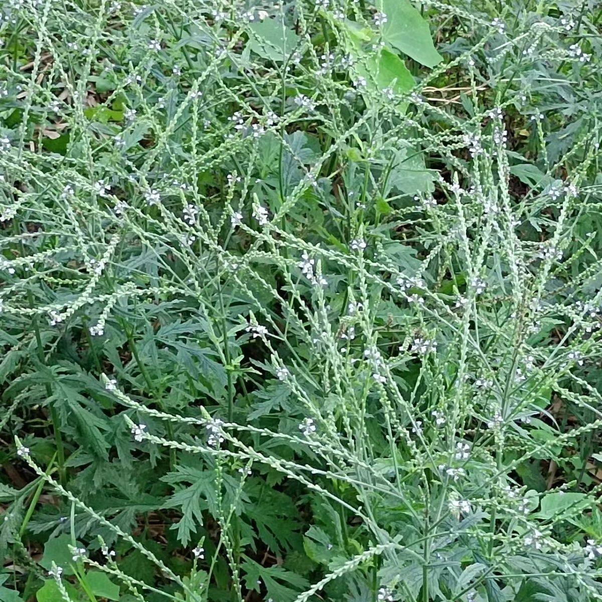 云南哀牢山中药材马鞭草铁马鞭马边草马鞭梢纯天然无添加