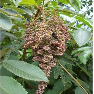 新鲜盐肤木根 现挖五倍子树纯根 中草药盐霜柏敷烟树枝叶 苗 包邮
