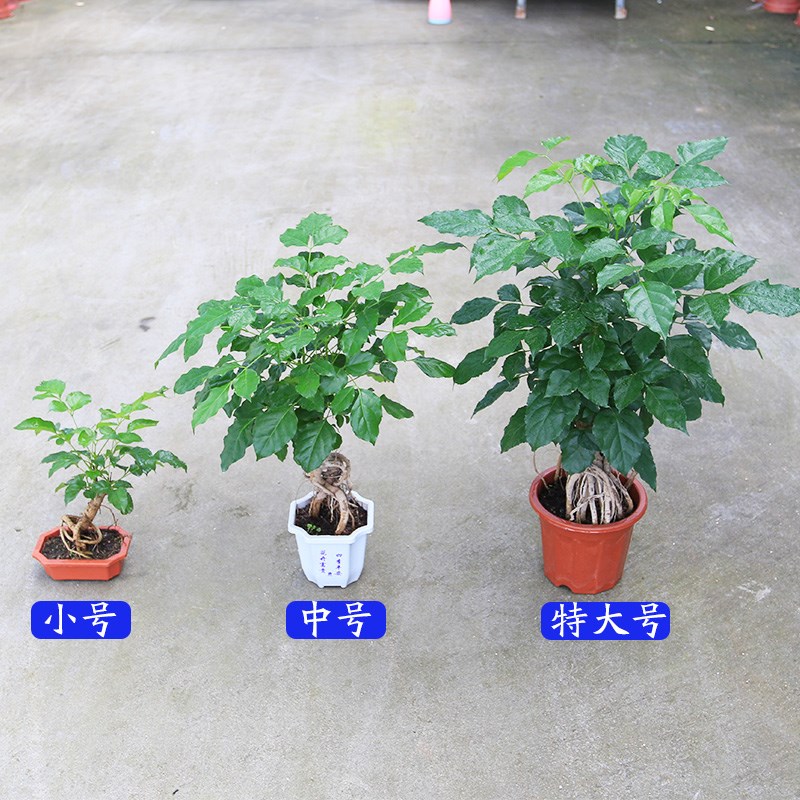 绿宝提根 幸福树创意小盆栽植物盆景客厅书房办公室桌面绿植花卉