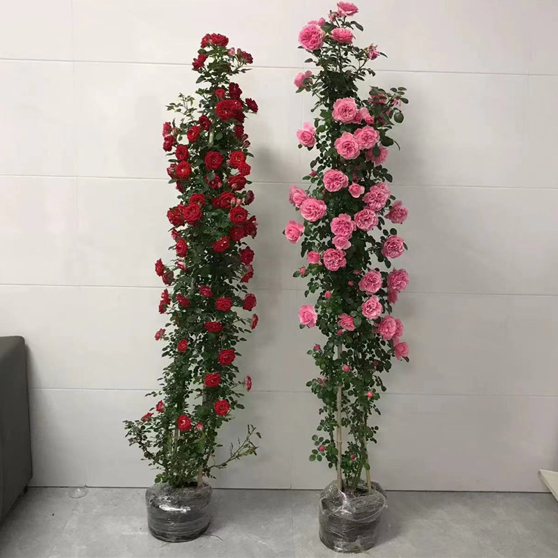【1米6大苗】蔷薇花苗藤本月季特大花爬藤植物四季开花卉盆栽玫瑰