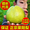 正宗莱阳梨山东莱阳特产正宗香雪鸭梨子新鲜水果莱阳梨慈梨礼盒装
