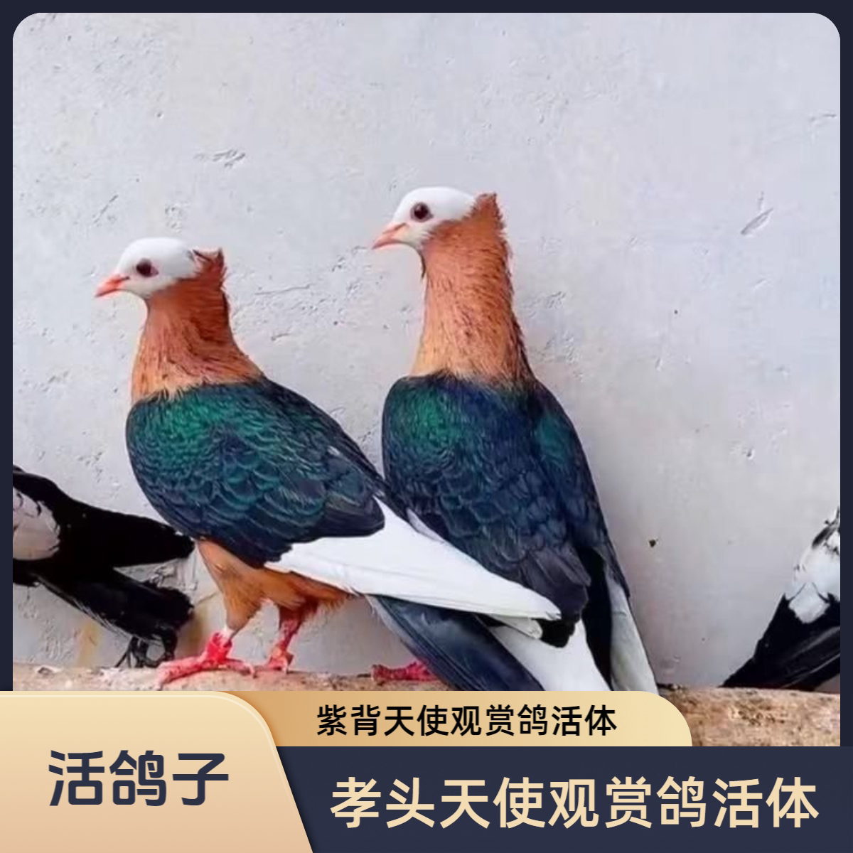 宠物观赏鸽活体一对紫色孝头天使两头乌亲人黑背紫头两头乌鸽包邮