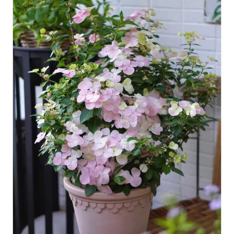 粉色落跑新娘爬藤绣球多年生木本植物阳台庭院地栽大苗无尽夏绣球