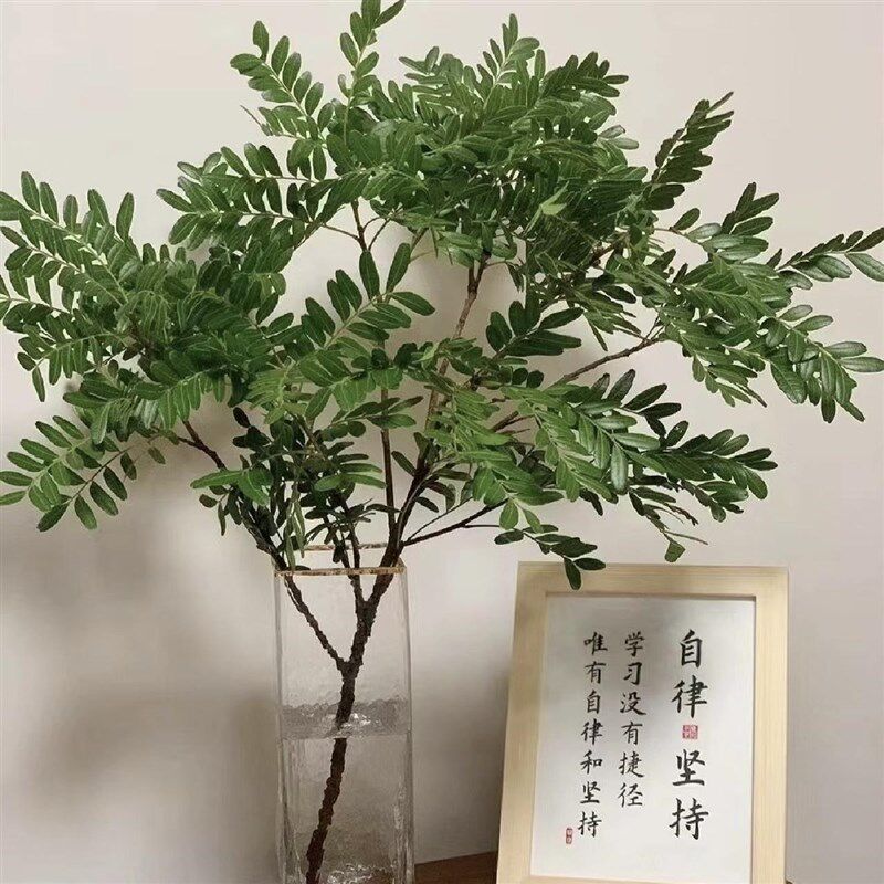 清香木新鲜鲜花叶子配草枝条水培绿植装饰室内办公室花束云南直发