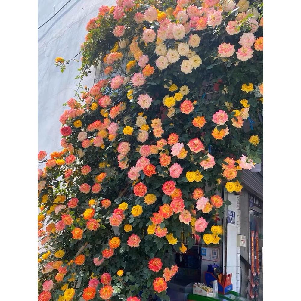 藤彩虹藤本月季花苗盆栽爬藤植物四季开花卉阳台庭院玫瑰蔷薇爬墙