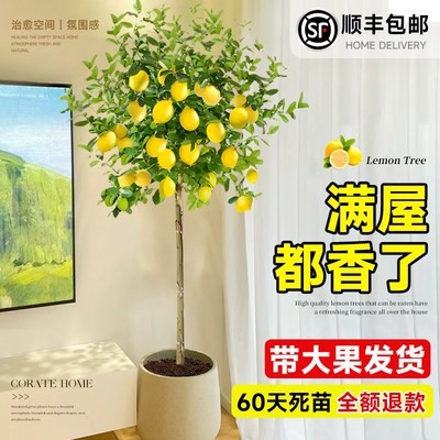 柠檬树树苗客厅落地大型绿植物老桩盆栽带果可食用高级感香水柠檬