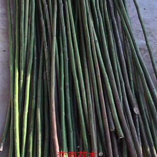 无刺蔷薇苗 独杆蔷薇 月季欧月玫瑰嫁接砧木 人参根 大量扦插