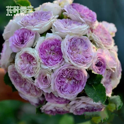 花莳园艺 2加扦插快乐之源紫丁香月季粉妆楼花苗盆栽地栽