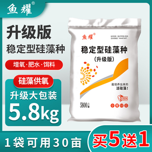 硅藻种水产养殖专用小球藻种绿藻藻种调水肥水培藻稳定型复合藻种