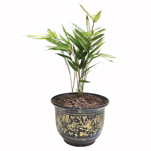 筇竹苗易活花卉盆景绿植簕竹庭院树苗富贵竹子苗室内盆栽植物萝