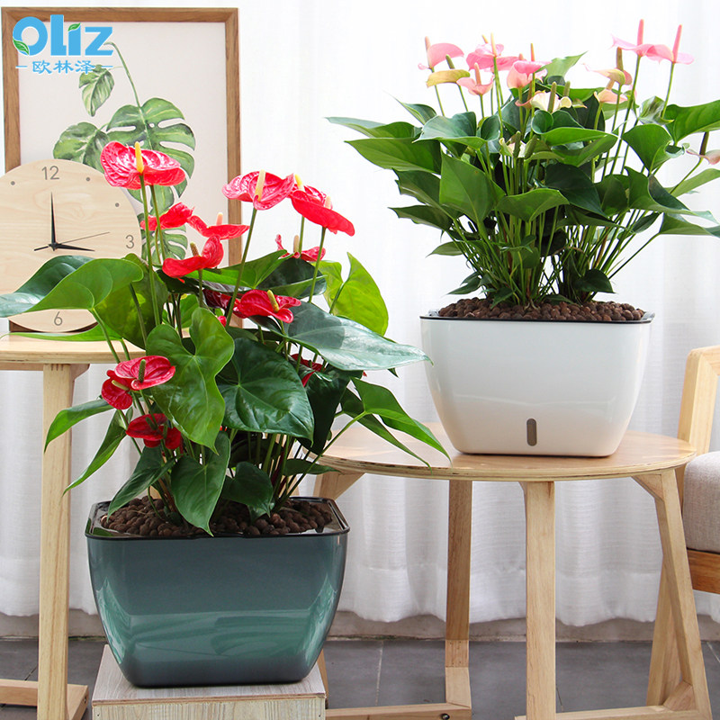 免浇水花盆大型客厅室内阳台盆栽盆大口径花盆绿植塑料懒人花盆