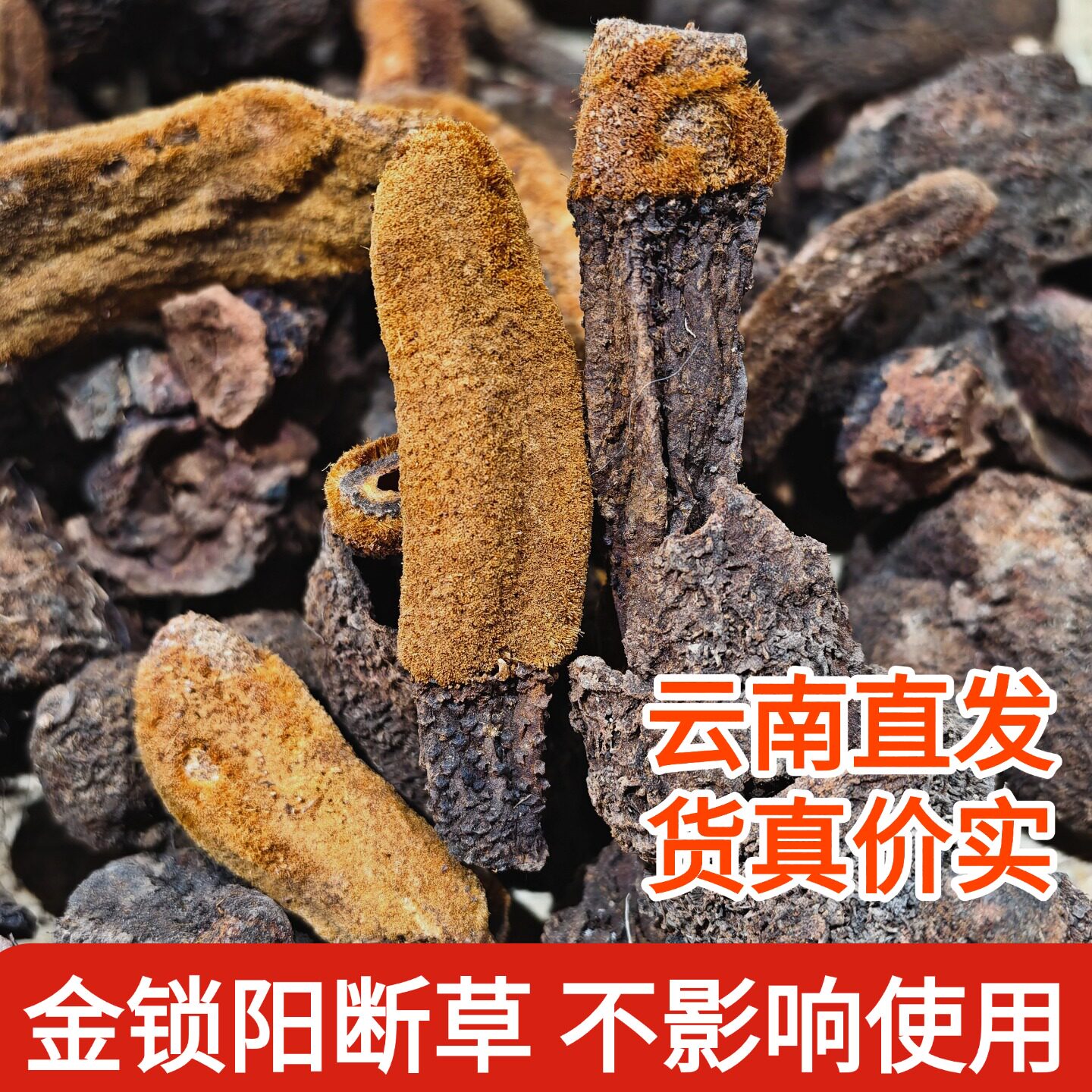 续阳草云南特产金锁阳回春草肉苁蓉深山采自然晒干男性泡茶泡酒