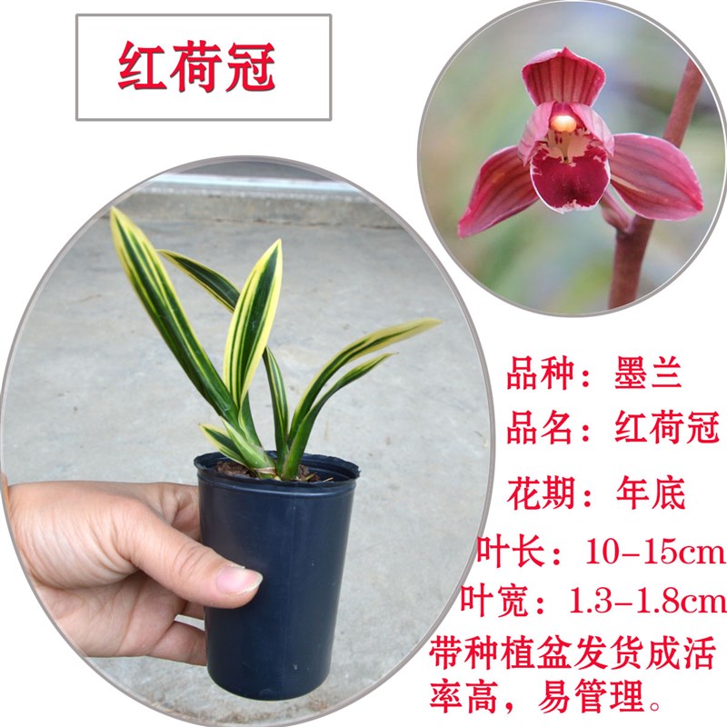 矮种墨兰东方红神荷 金边线艺兰花苗红荷冠室内盆栽花卉绿植 包邮